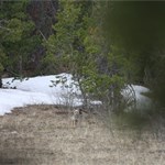 Coyote at Elk Park