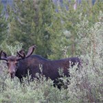 Area 3 Moose June 30, 2012