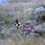 Antelope