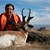 Antelope
