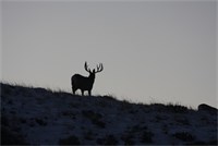 Wildlife and Scenic