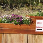 Lodge flowers