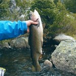 Spring Rainbow in Wilderness
