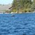 Swimming Moose/Half Moon Lodge