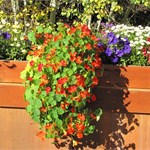 Lodge flowers