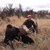 Moose 2012