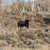 Trophy Bull 2013
