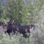 Area 3 Moose June 30, 2012