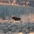 Trophy Bull Moose