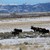 6 Bulls Dec. 2015