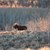Trophy Bull