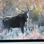 2017 Bull Moose