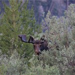 Area 3 Moose