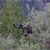Area 3 Moose