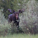 Area 3 Moose June 30, 2012