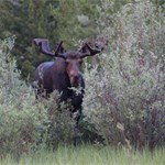 Area 3 Moose June 30, 2012