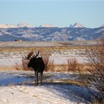 Dec. 2015 Trophy Moose