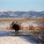 Dec. 2015 Trophy Moose