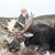 Moose 2012