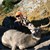 Mule Deer