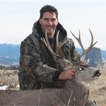 Mule Deer