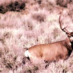 Mule Deer