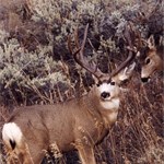 Mule Deer