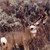 Mule Deer