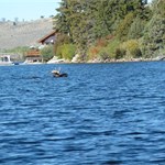 Swimming Moose/Half Moon Lodge