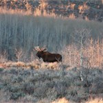 Trophy Bull Moose