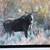 2017 Bull Moose