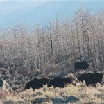 Rut Hunting Moose